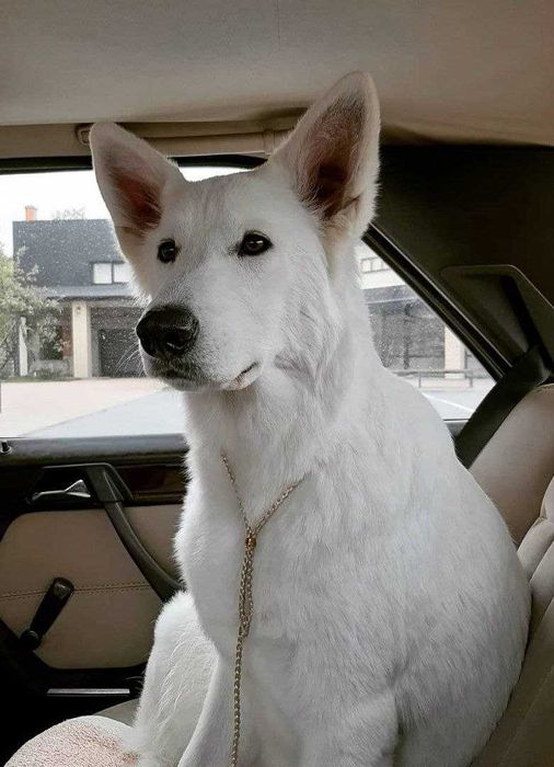 БШО — елітні цуценята, документи, соціалізація