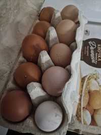 Яйця домашні курячі та перепелині
