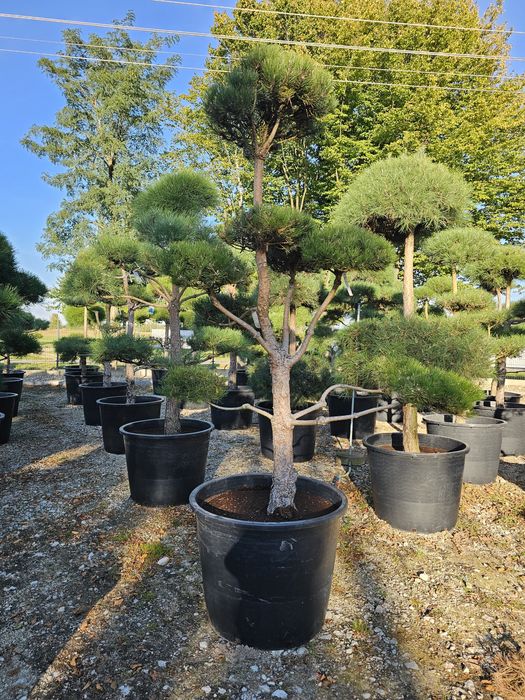 Sosna czarna Bonsai