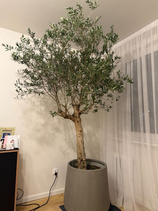 Drzewo oliwkowe z doniczką
