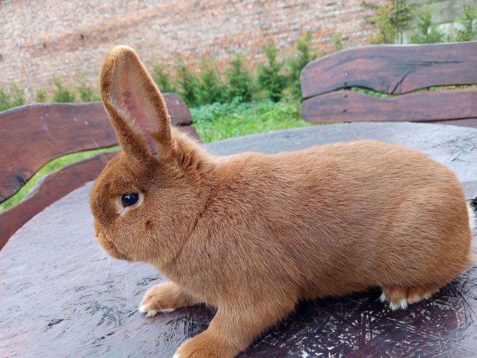 Nowozelandzki Czerwony