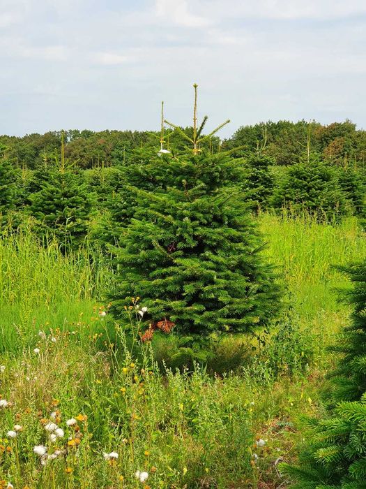 Jodła Kaukaska cięta lub w donicy 200 - 250 cm Premium / TuChoinki.pl