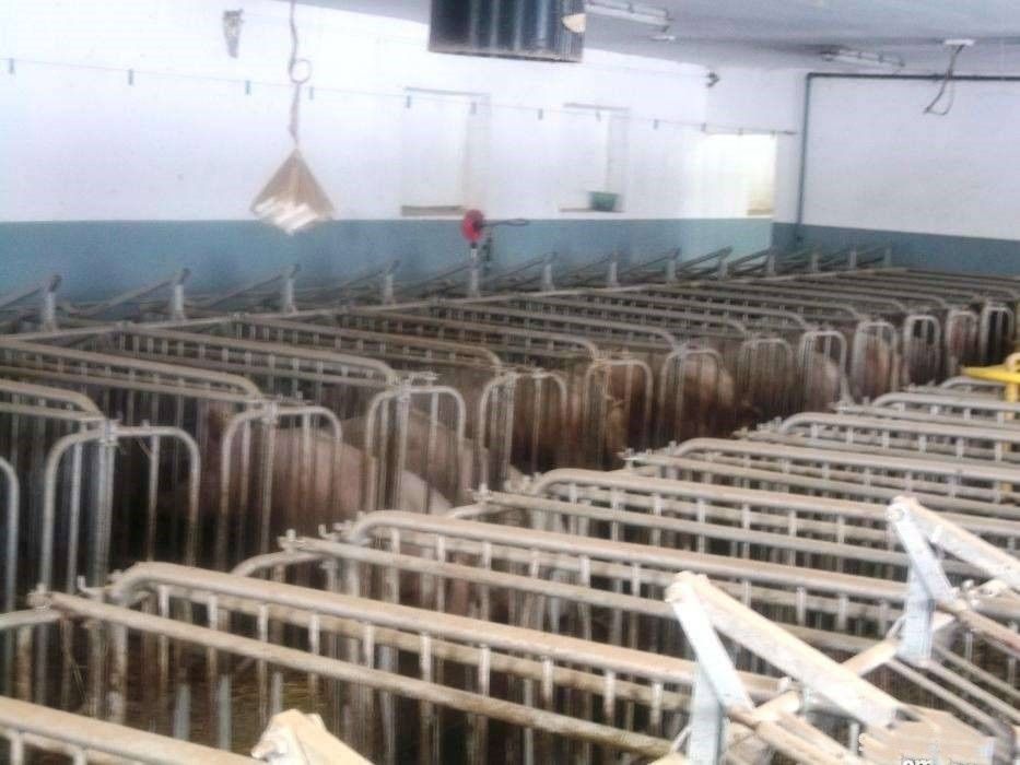 Kojce porodowe dla loch.