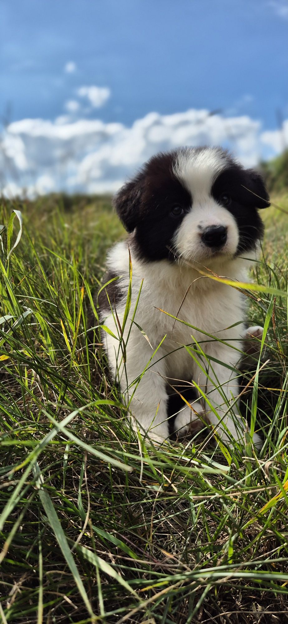 Border collie piesek