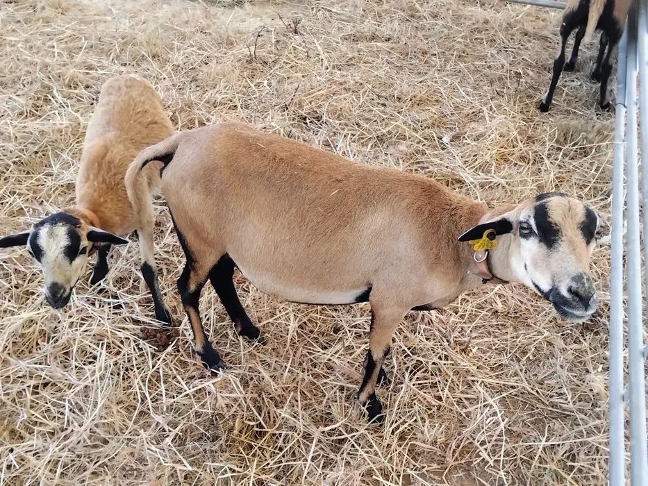 Cabras raras penafialenses