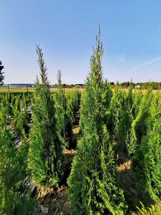 Tuje szmaragd 100-200+ cm, thuje brabant, transport sadzenie, p9