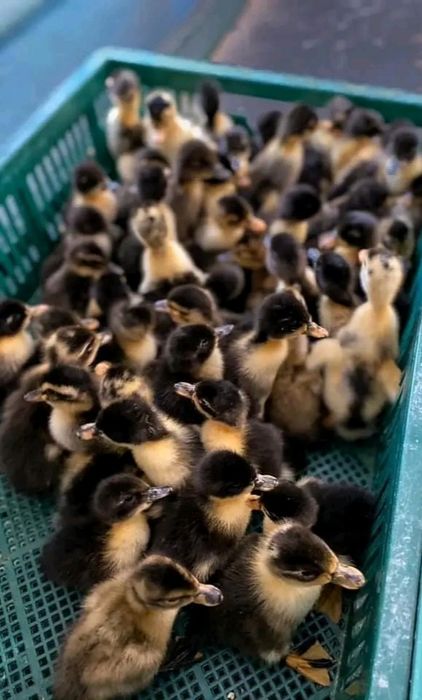 Каченята Голубий фаворит та Чорна білогоуда Волинь доставка БЕЗКОШТОВН