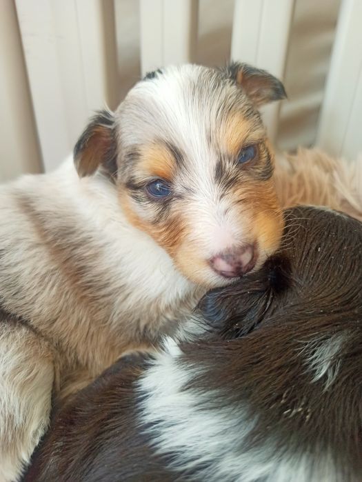 Owczarek szetlandzki suczka Blue merle