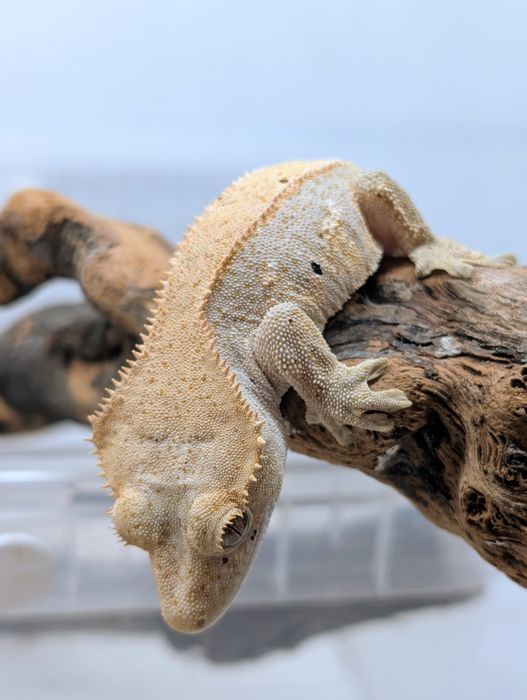 Gekon orzęsiony samiczka