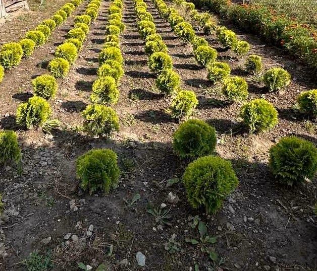 Туя даніка міріам 30 см.