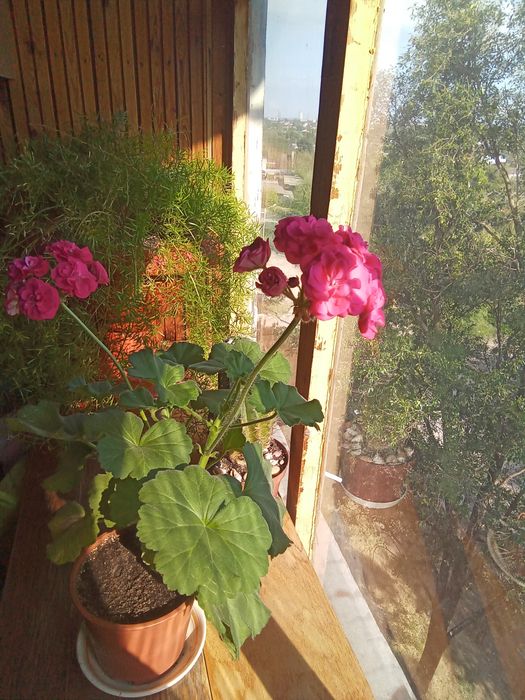 Пеларгония Розалинда, маточник.