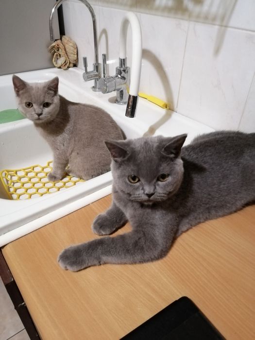 Piękne kocieta Brytyjskie z rodowodemFPL