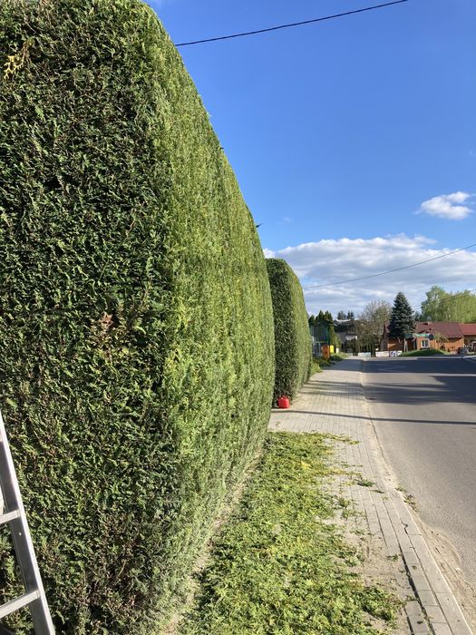 Usługi ogrodnicze, przycinanie,wertykulacja, glebogryzarka separacyjna
