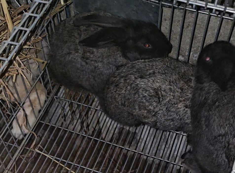 Coelhos novos Boa raça