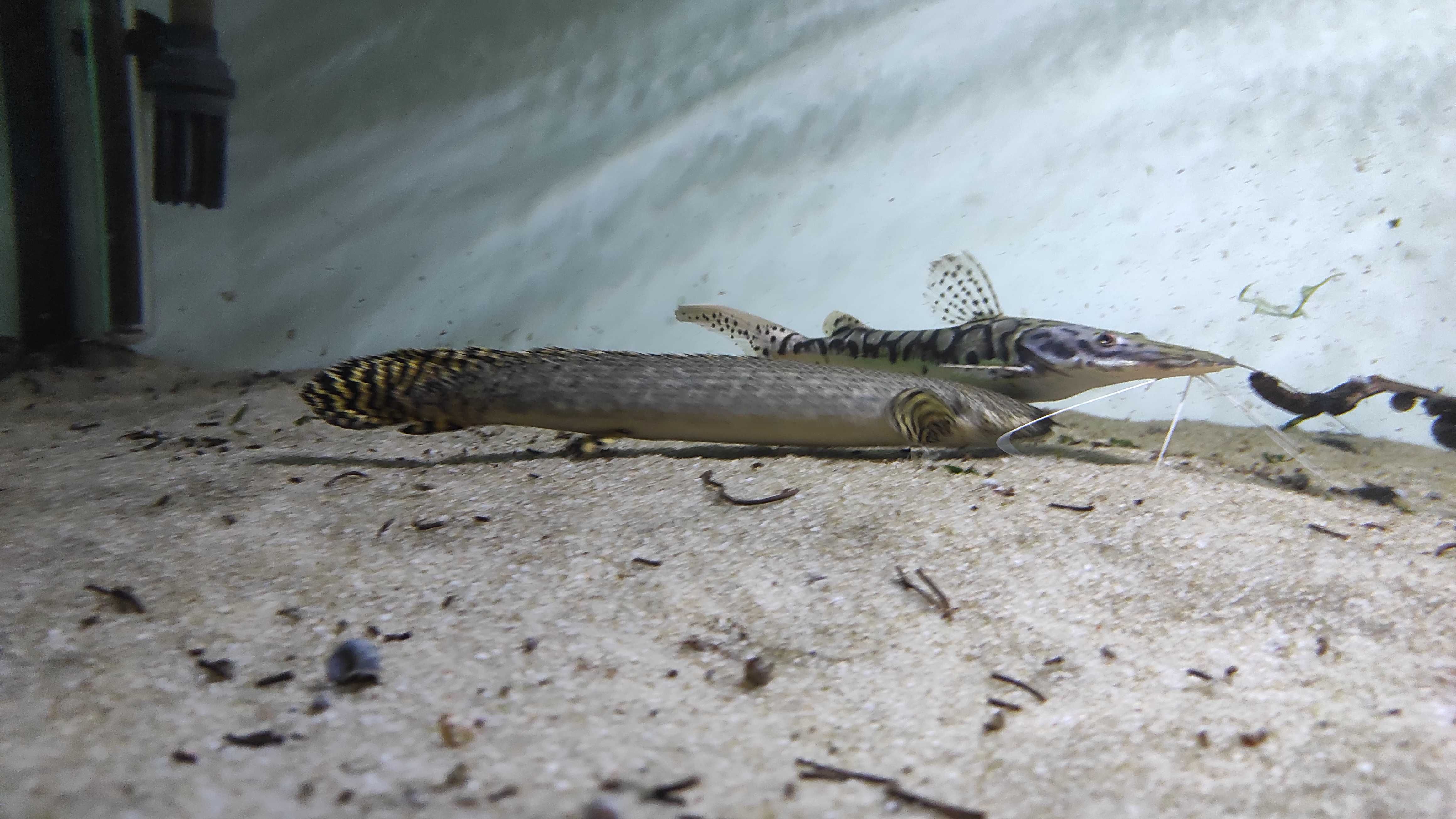 Polypterus Ornatipinnis 30cm