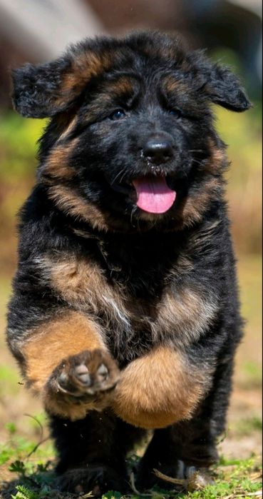 Довгошерстна німецька вівчарка