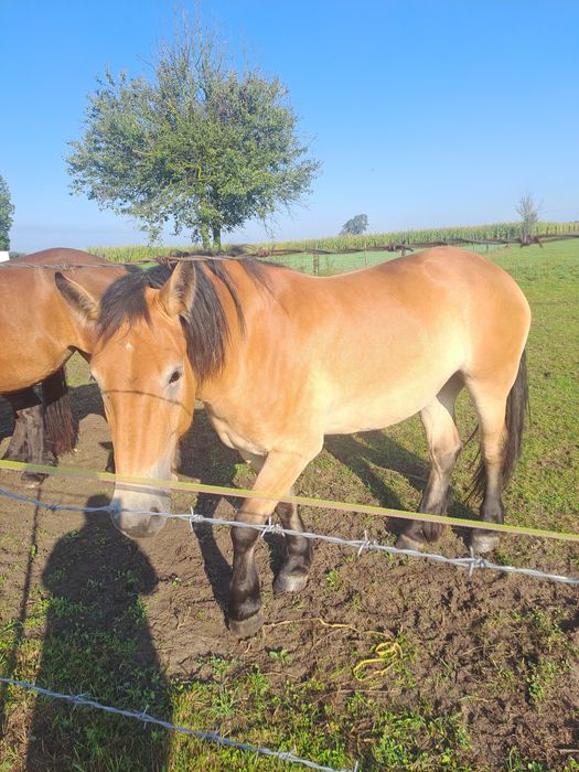 Sprzedam 3 klacze zimnokrwiste