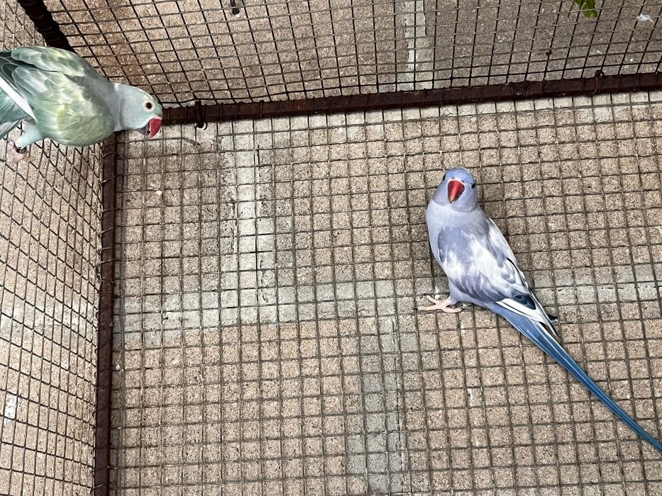 Casal de Ring Neck malhados recessivos