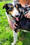 BOGUŚ - mix owczarka szkockiego collie gładkowłosego do adopcji
