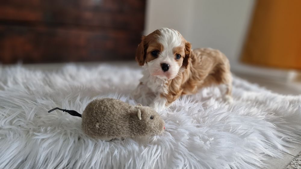 Cavalier King Charles spaniel suczka