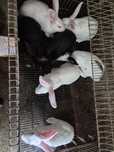 Coelhos 2 meses f/m