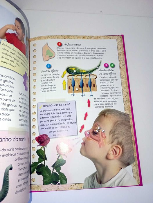 O Corpo humano uma máquina perfeita