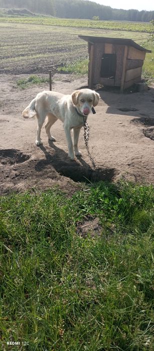 Віддамо грайливих собачок