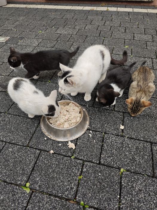 Oddam kotki 3 i jeden kocurek 2,5 miesiaca