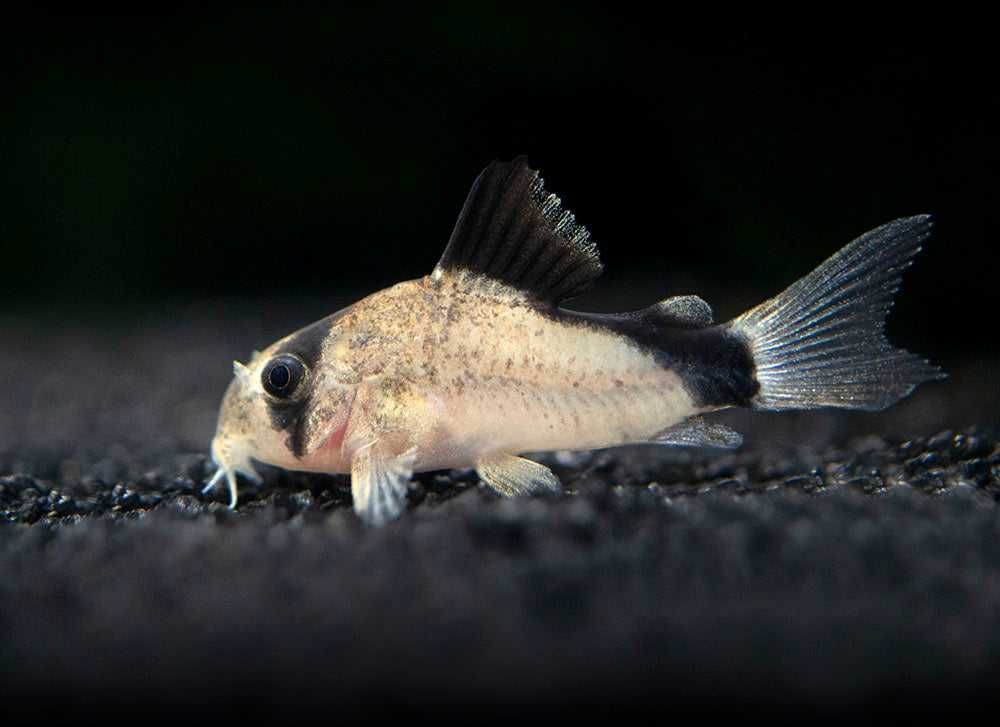 Kirysek kolumbijski - Corydoras metae - Kirys - dowóz, wysyłka