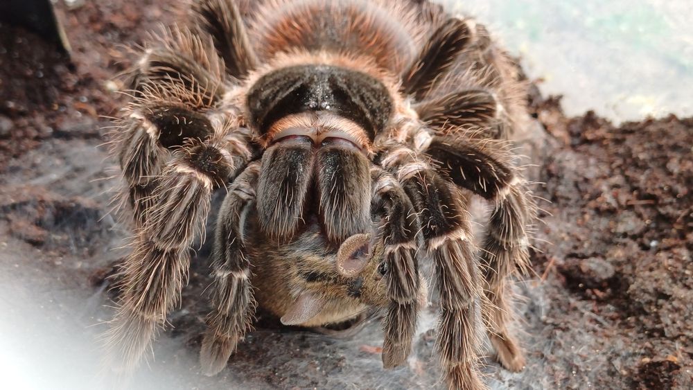 Lasiodora parahybana samica