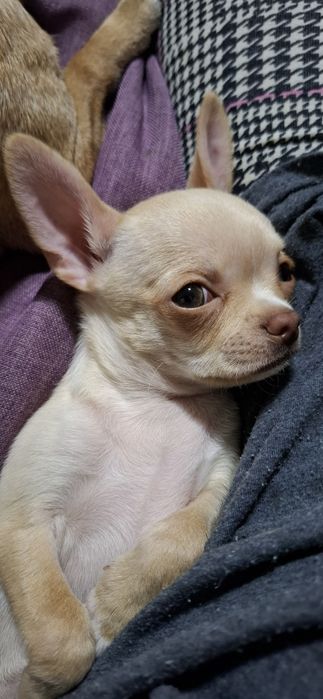 Цуценя чіхуахуа 16.09.25