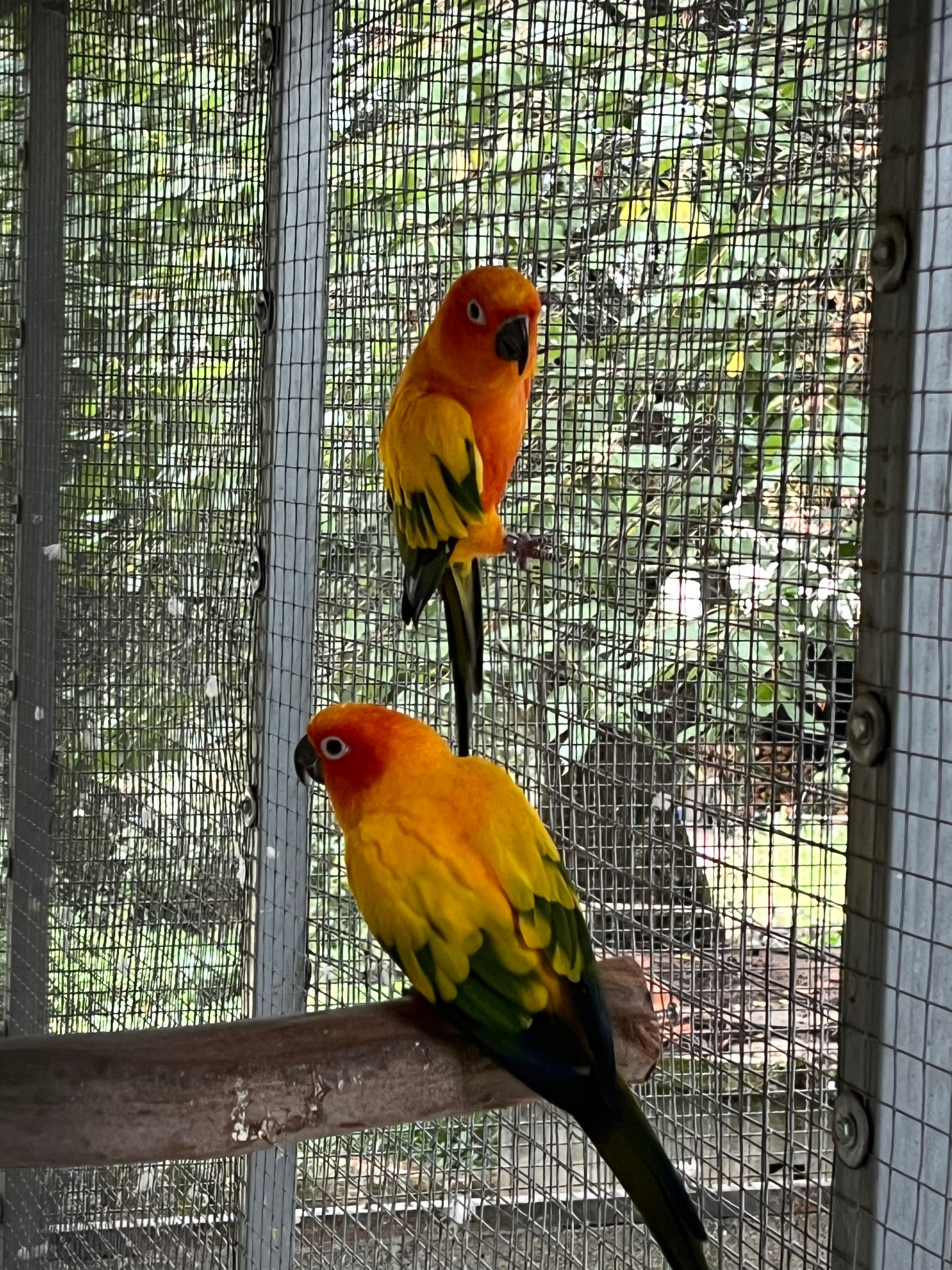 Aratingas Jandaya e Aratinga Sol