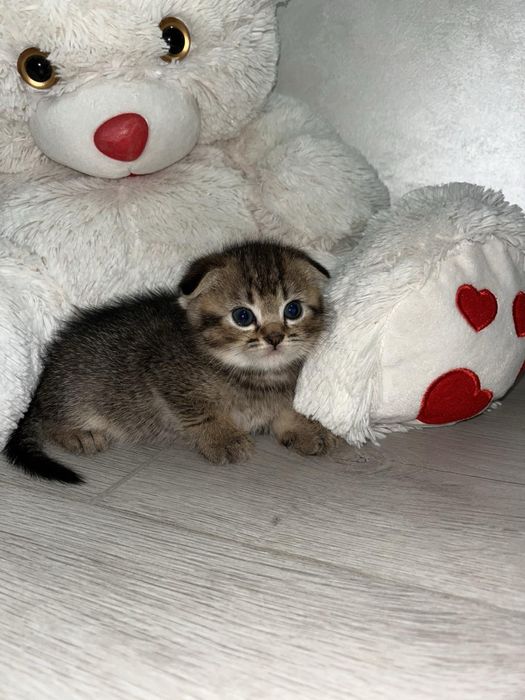 Продам кошеня. Хлопчик. 1,5 місяців.