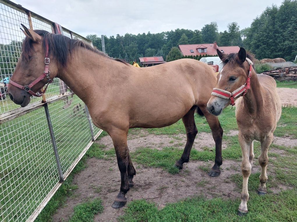 Koń klacz do sportu rekreacji sprzedam zamienie