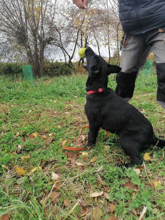 suczka owczarkek niemiecki