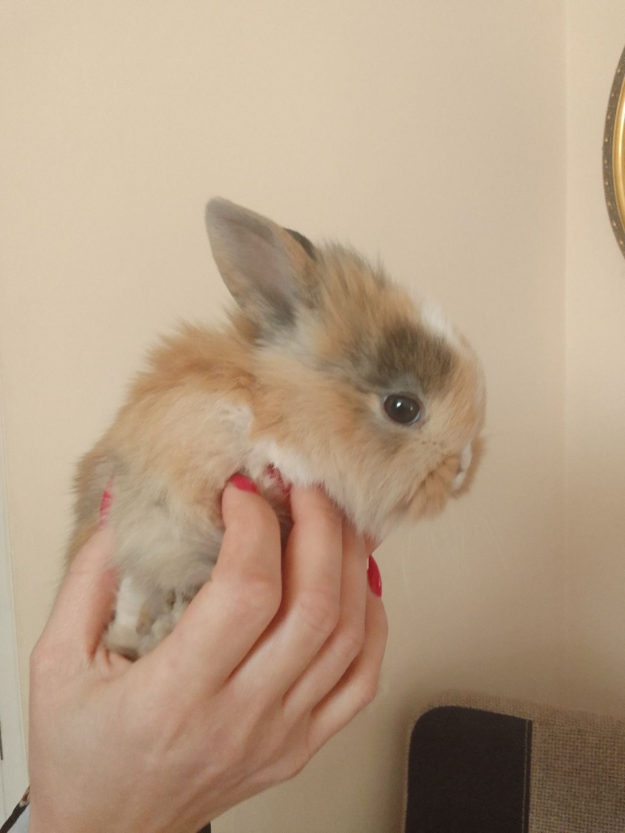 Królik miniaturka Teddy