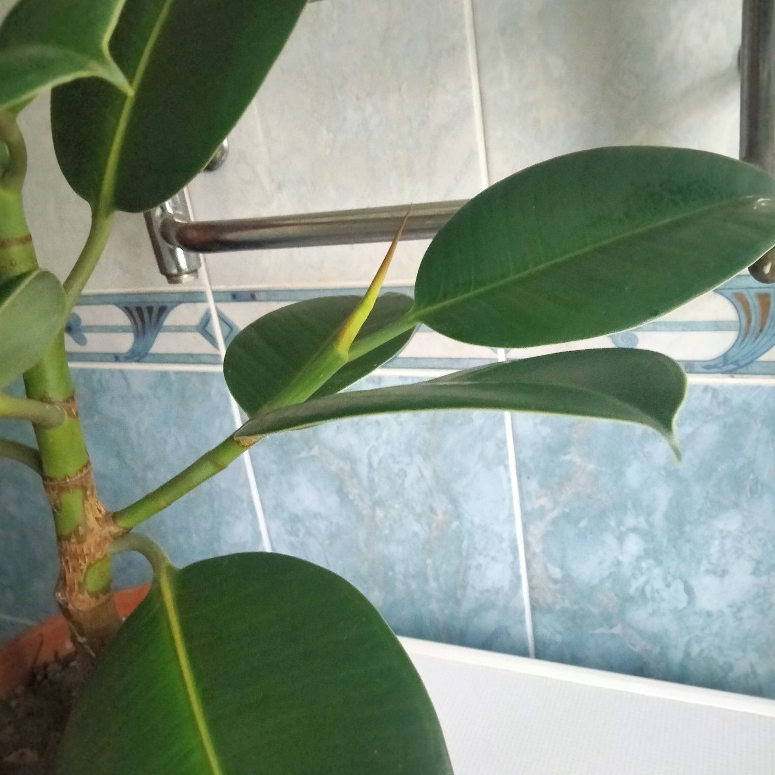 Продам фікус (висота з горщиком -85см)