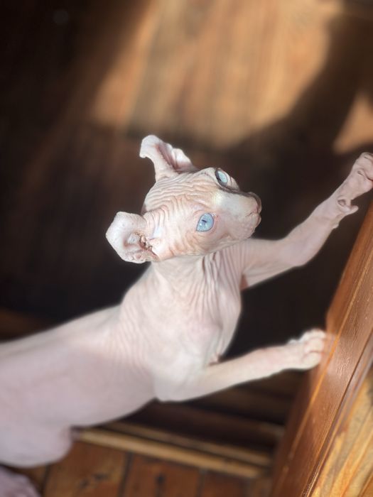 Хлопчики породи Сфінкс, Ельф