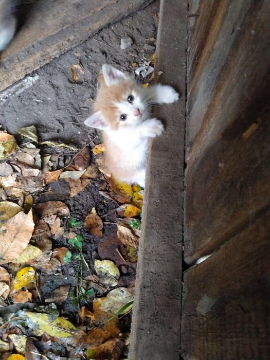 Кошенята на вдачу безкоштовно