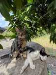 Gatinhos para adoção