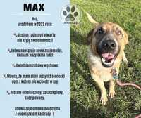 Max - szuka domu stałego lub tymczasowego