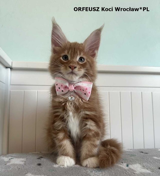 Kocięta Maine Coon z rodowodem – Wrocław – gotowe do rezerwacji!