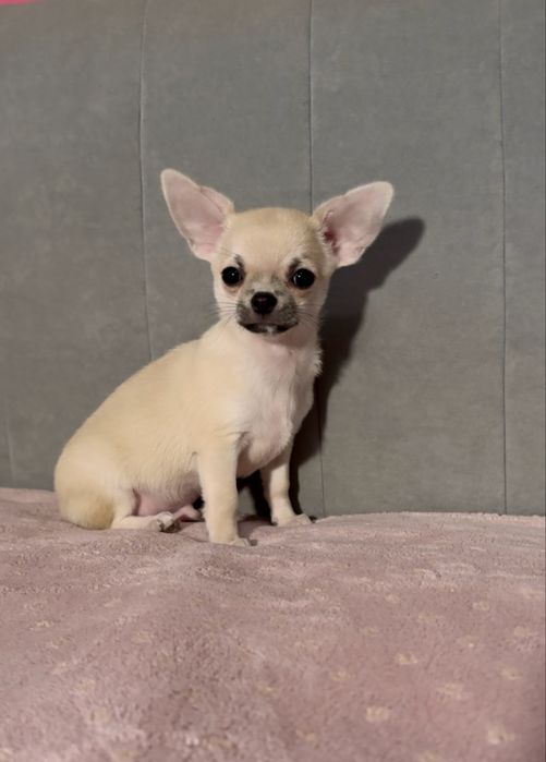 Кобби малыш! КСУ, питомник