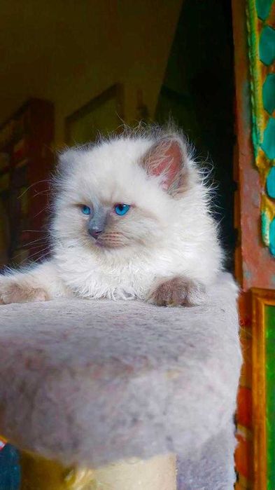 Ragdoll WCF/PZF.PROFESJONALNA hodowla, badania Genetyczne X..2025
