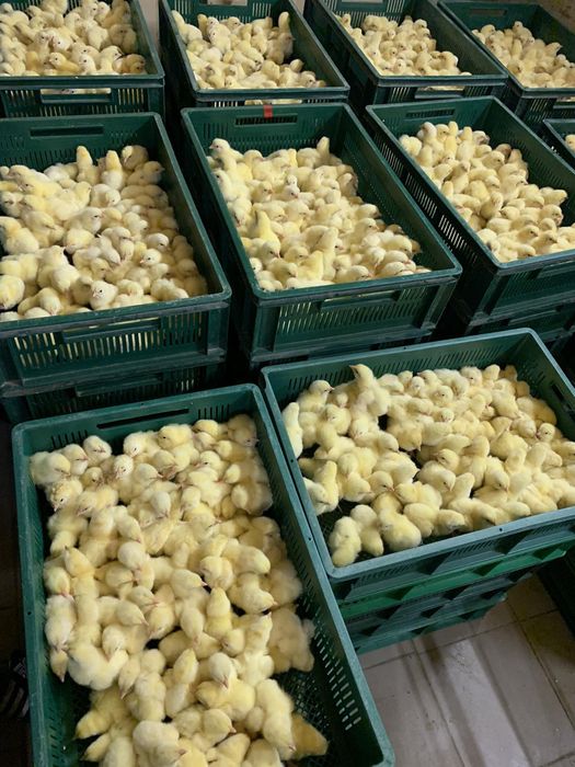 Курчата бройлерів