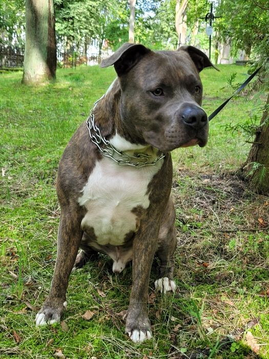 Zadbany amstaff pilnie szuka domu / oddam w dobre ręce