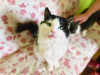 Ніжний котик-друг красавчик Портос, 4 р, кіт, кот