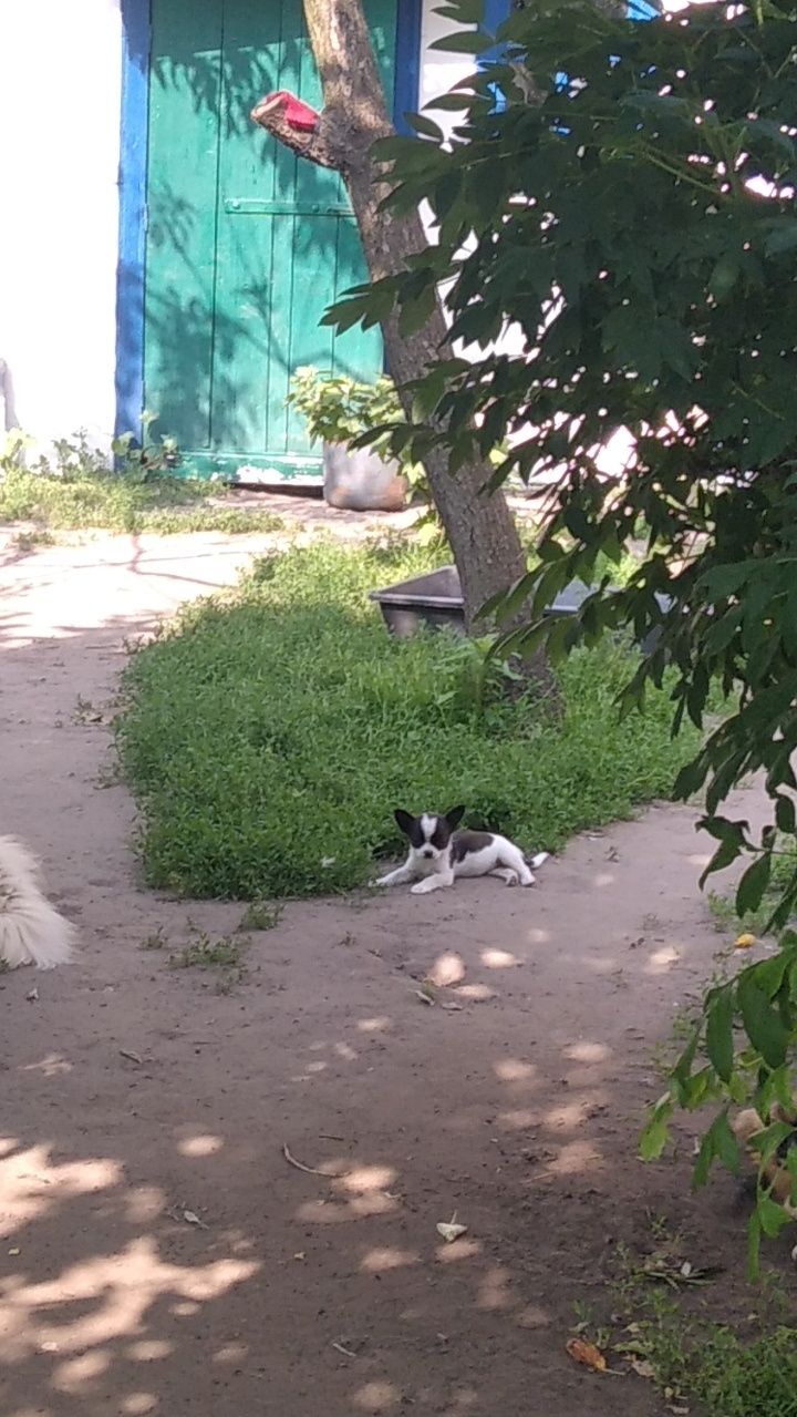 Міні-чихуахуа дівчинка,терміново!