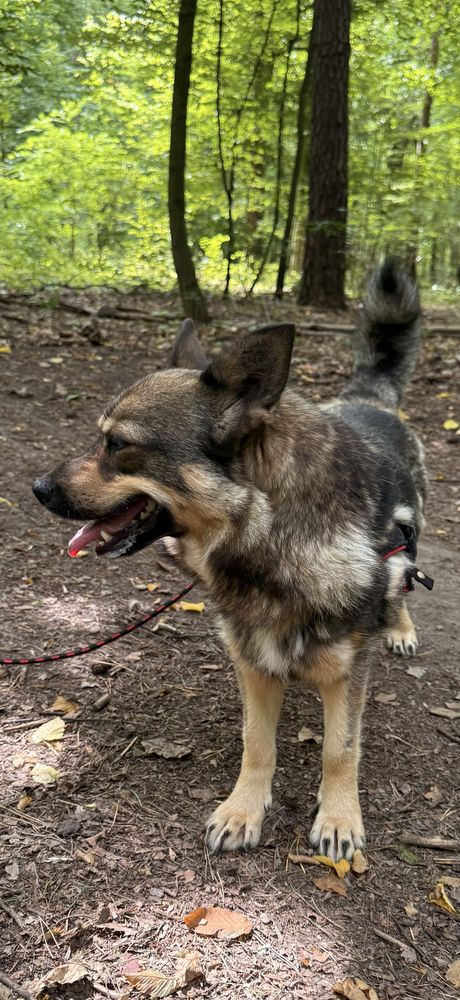 Sunia Łajka - do adopcji.