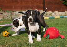 American Staffordshire Terrier ZKwP Amstaff FCI , mocny piesek WINETOO
